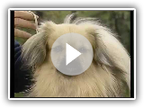 Tibetan Spaniel - AKC Dog Breed Series